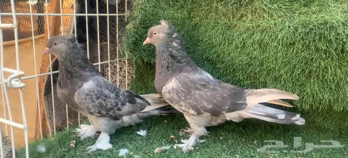 حمام اتراك توب 2