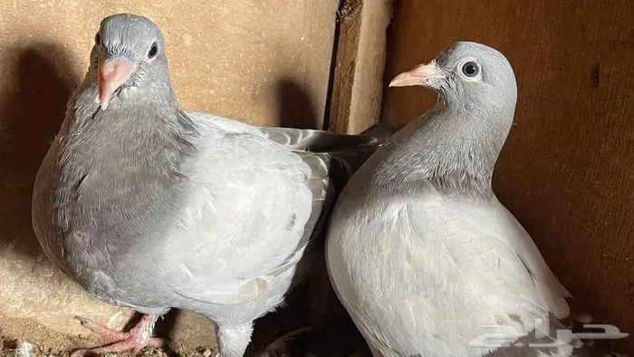 زغاليل فرنسي 8