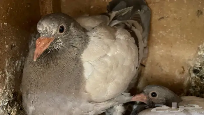 زغاليل فرنسي 4