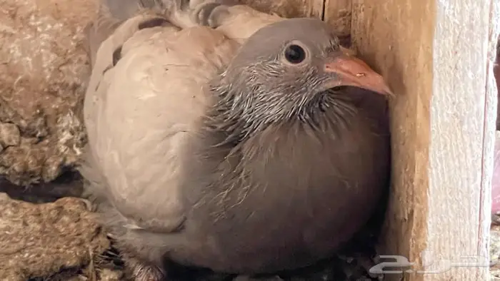 زغاليل فرنسي 3