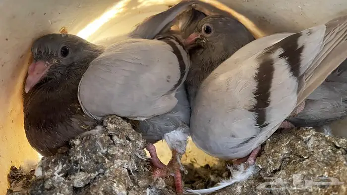 زغاليل فرنسي 5