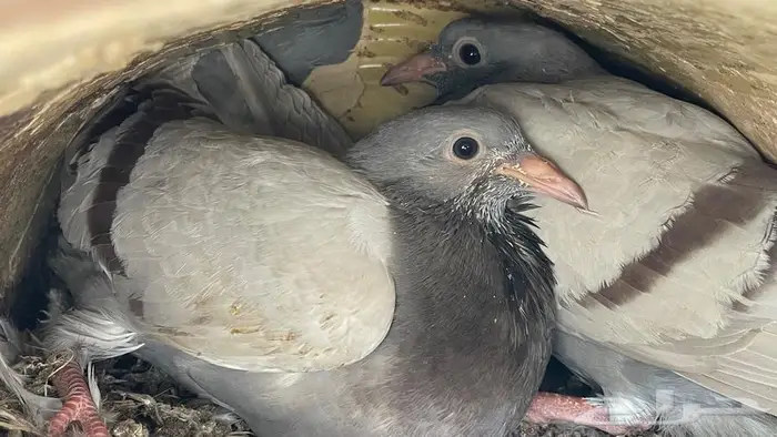 زغاليل فرنسي 6