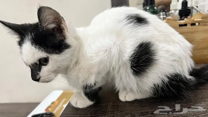 قطة ثنائية اللون (bicolor cat) 3