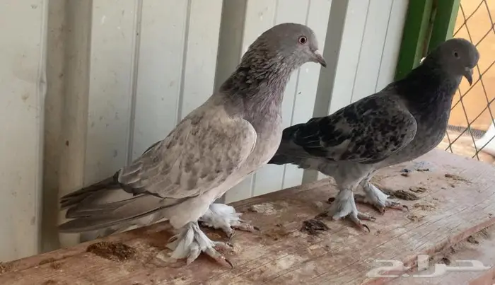 حمام اتراك توب 4