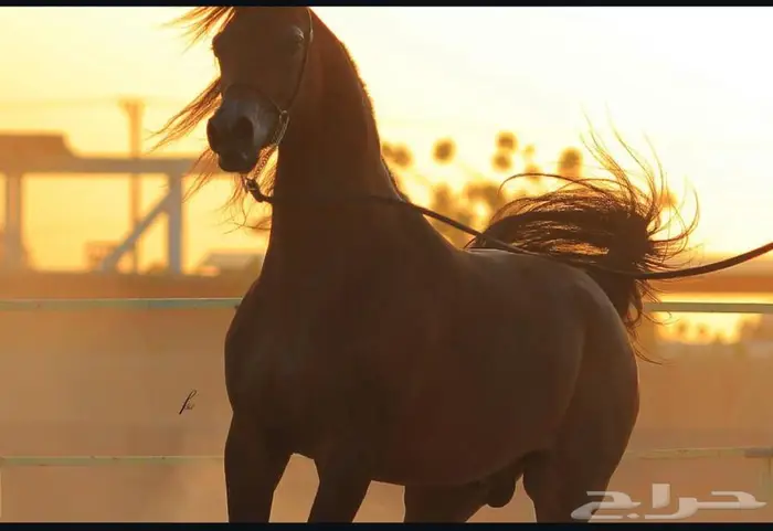 فرس واهو مكس 0