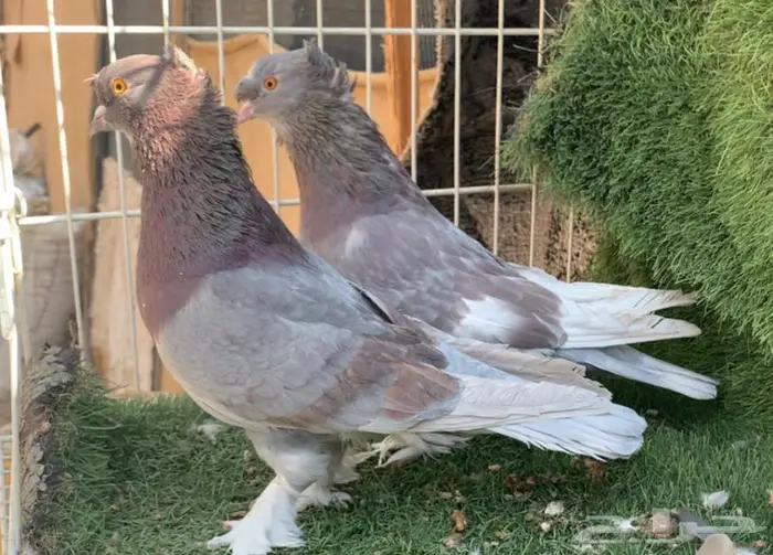 حمام اتراك توب 1