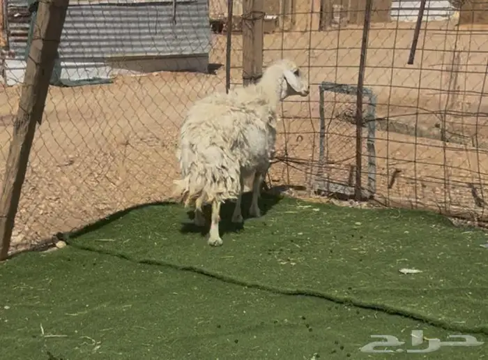 شاه حريه دافع 1