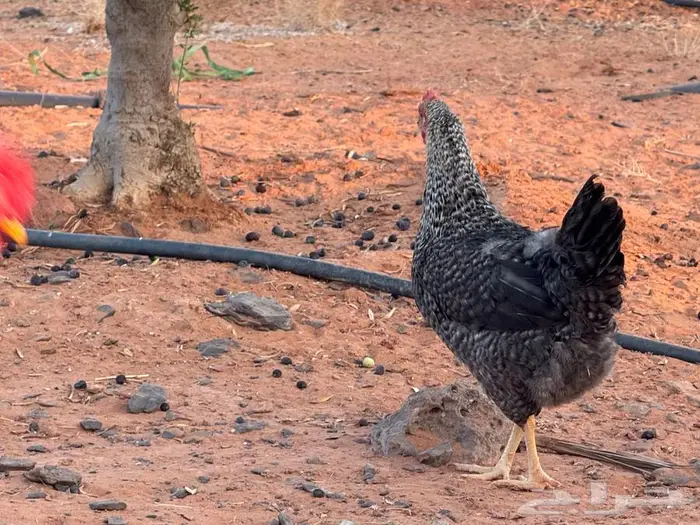 صيصان تركي للبيع 1