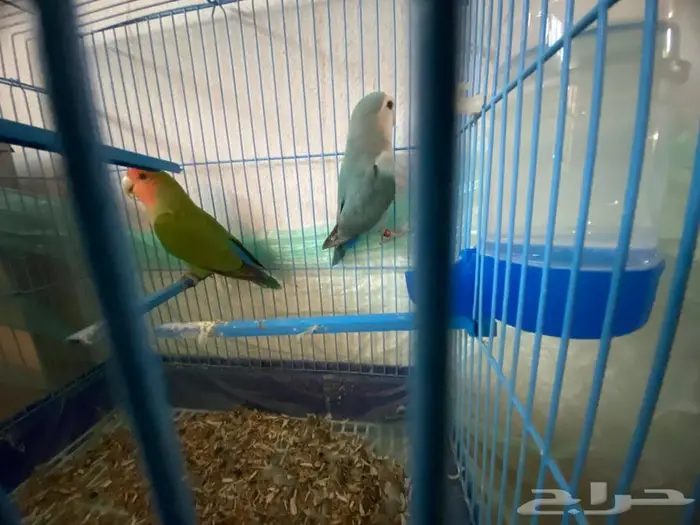 روز طقطق فيشر 0