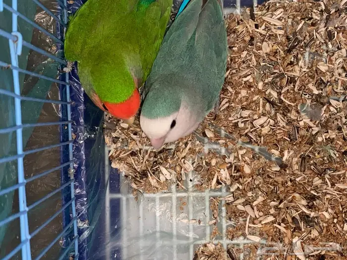 روز طقطق فيشر 1