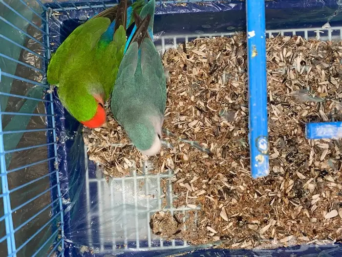 روز طقطق فيشر 2