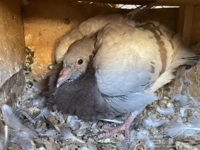 زغاليل فرنسي 9