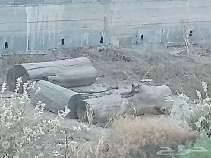 أثل محلي للبيع 1