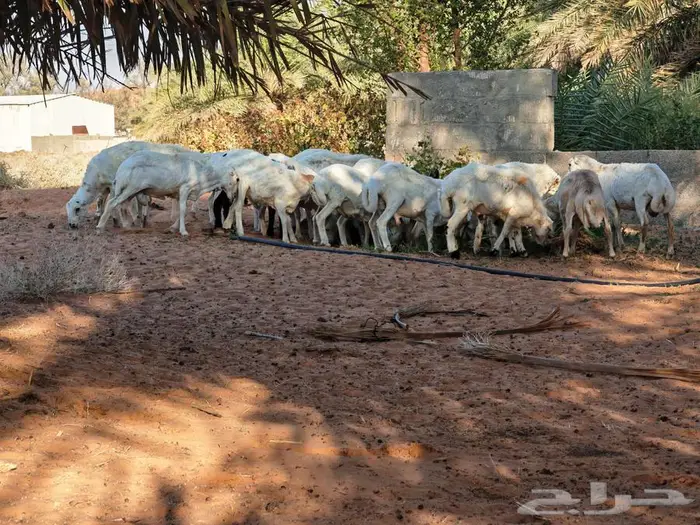 طليان رفيدي بلدي 3