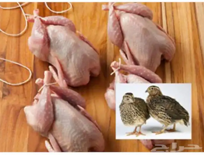 الوز والديوك البلدي والرومي والحمام الفرنسي 3