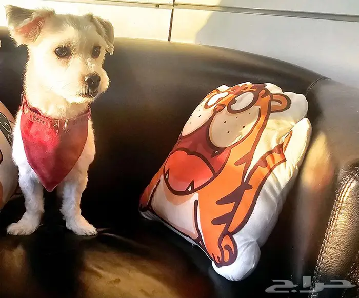 للتبني النوع كوتون محلوق options dog cotton 5