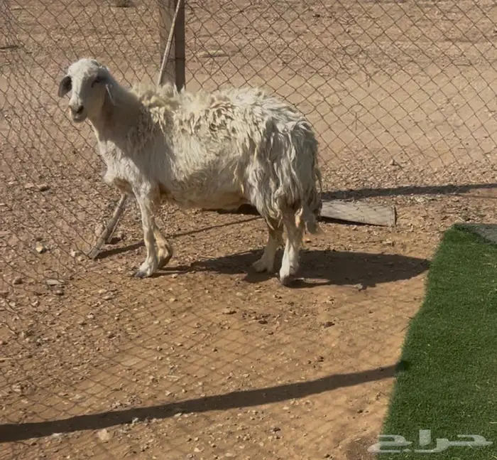 شاه حريه دافع 3