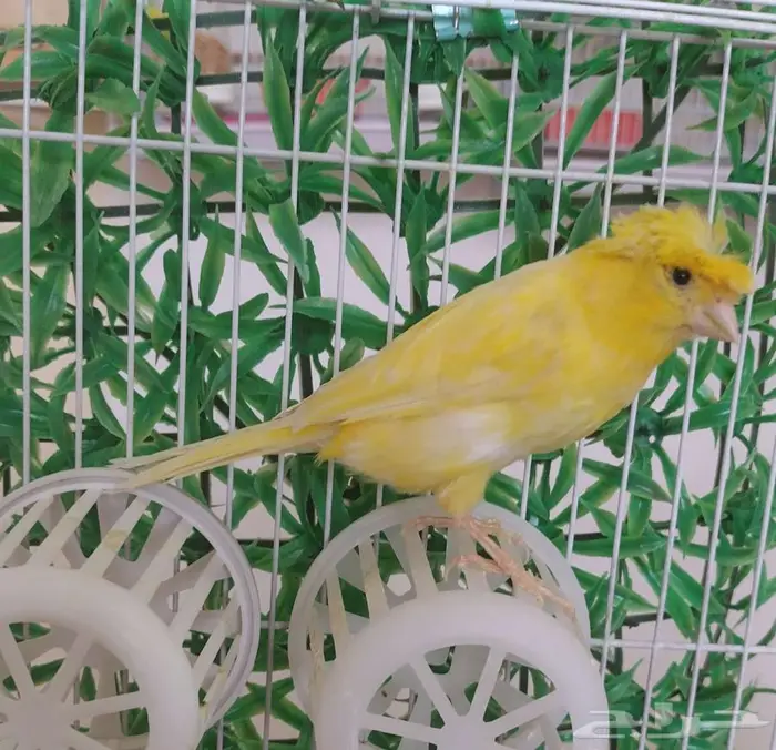 إناث كنارى منتجة 0