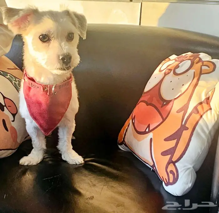 للتبني النوع كوتون محلوق options dog cotton 4