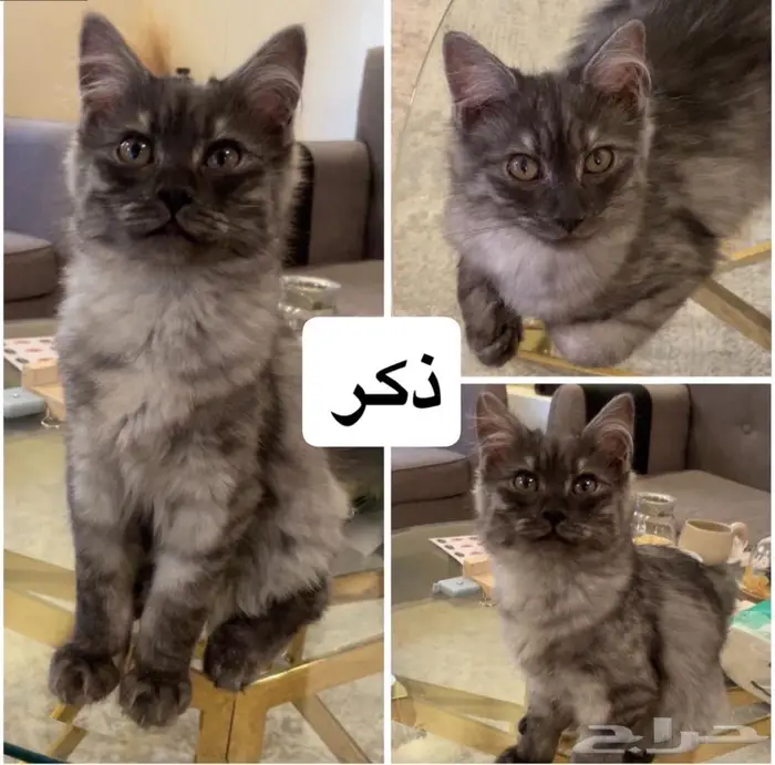 قط للتبني للجاد تواصل واتساب تسليم فوري 0