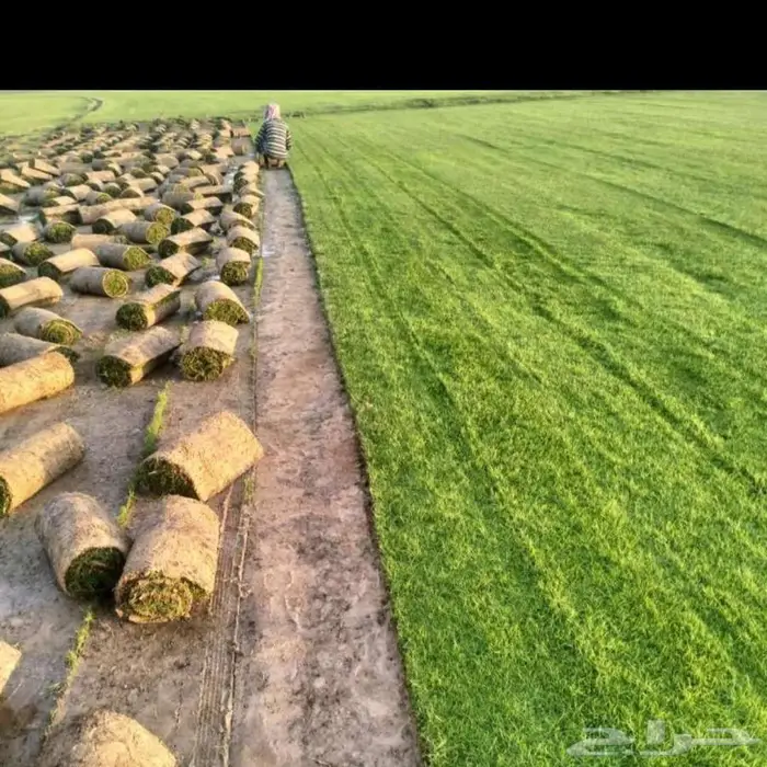 تنسيق حدائق 6