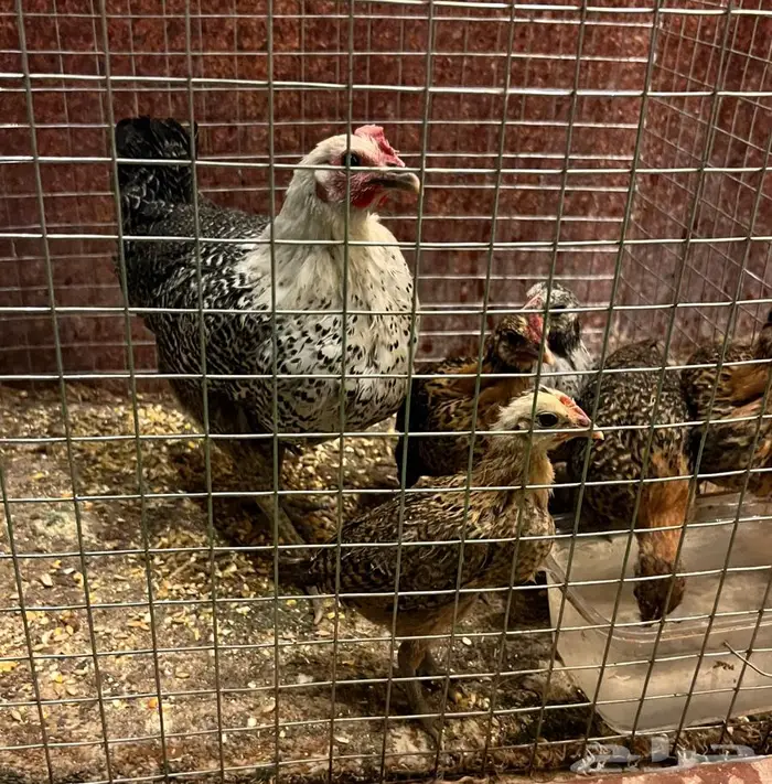 دجاجه معه فروخ فيوم 1