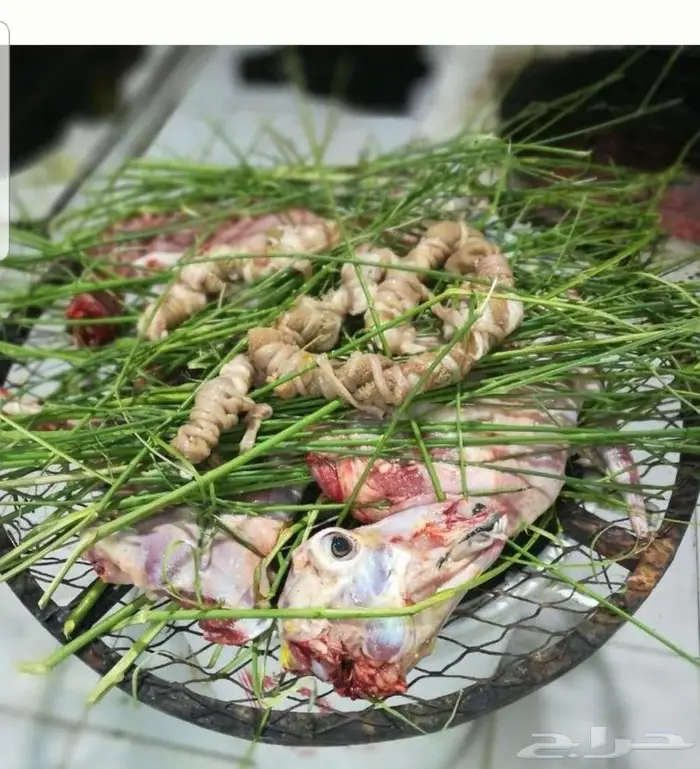 ذبائح حنيذ مندي عربي سليق كوزي مديني كابلي بخاري 14