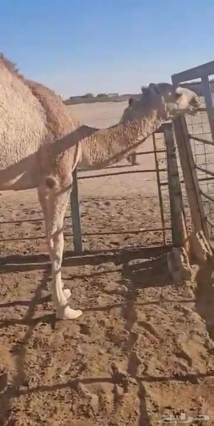 قعود تحت امه 0