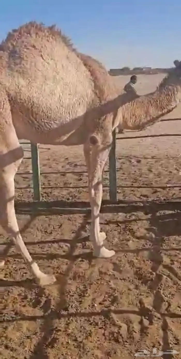 قعود تحت امه 2