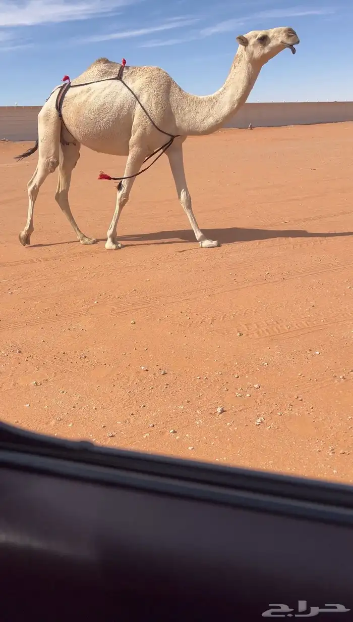 للبيع عشرا تحتها بكره 0