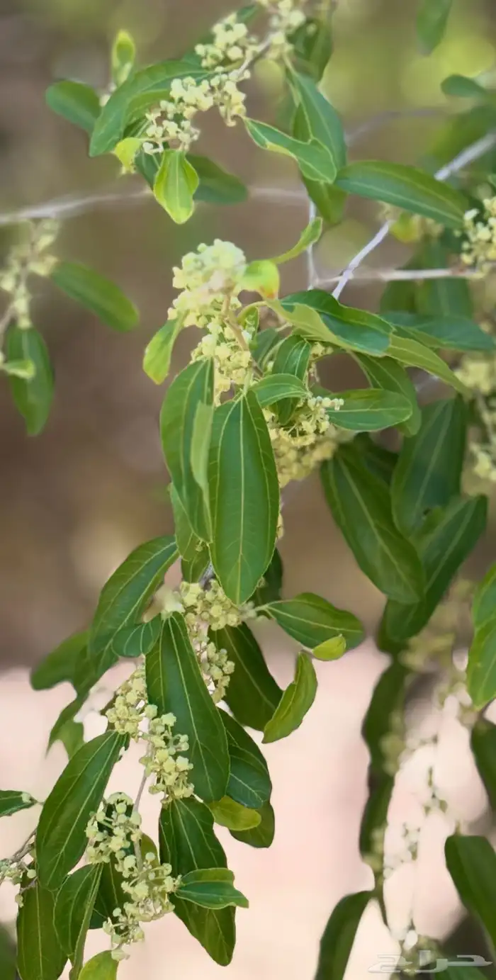 عسل سدر مضمون 1