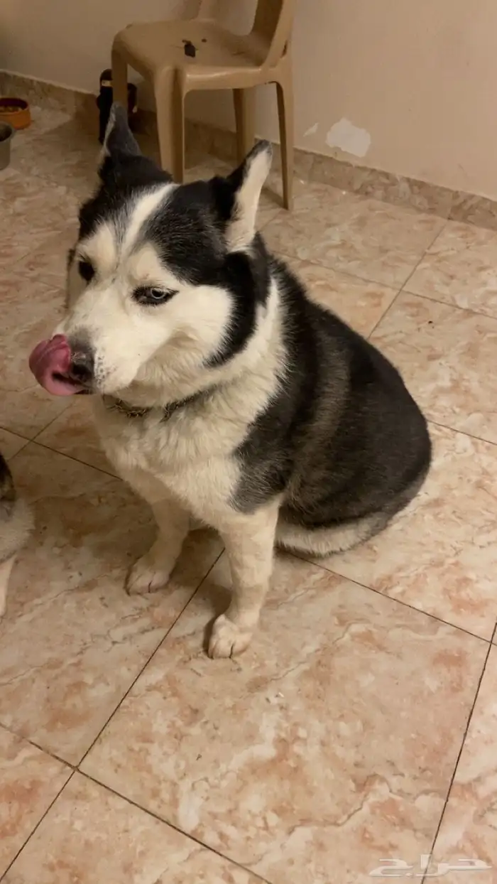 كلاب هاسكي 3