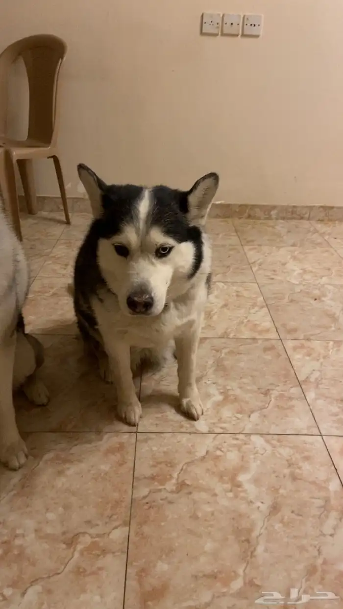 كلاب هاسكي 4