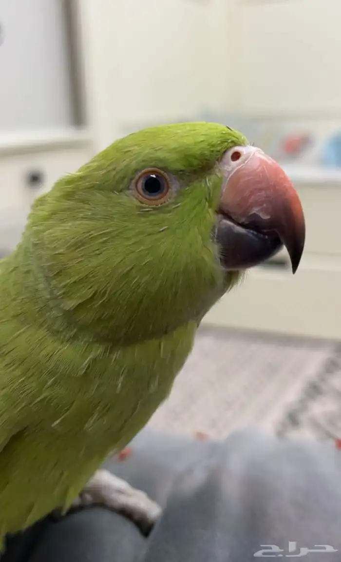 ببغاء درة هندي مع قفص كبير 600 0