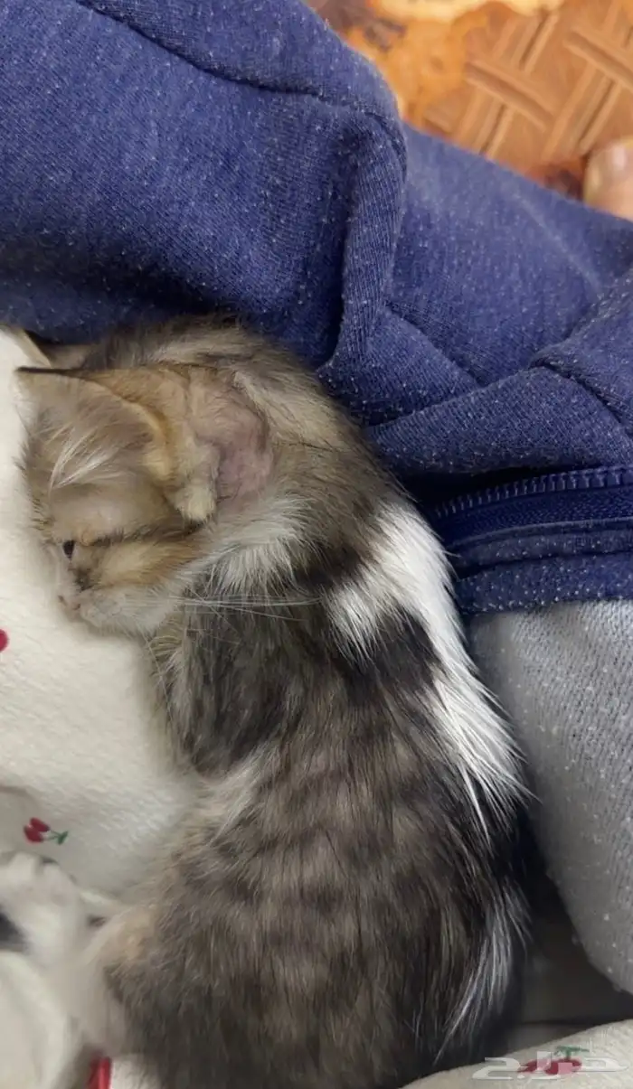 تبني قط صغير عمره شهر وشوي بلدي 1