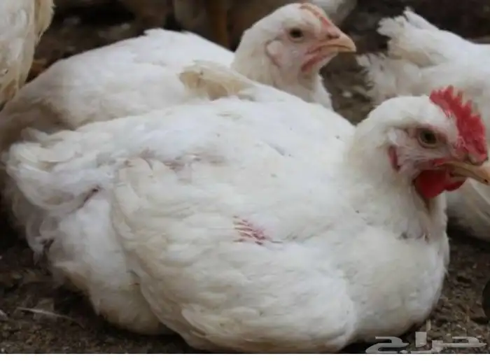 دجاج لاحم ذبح حسب الطلب 0