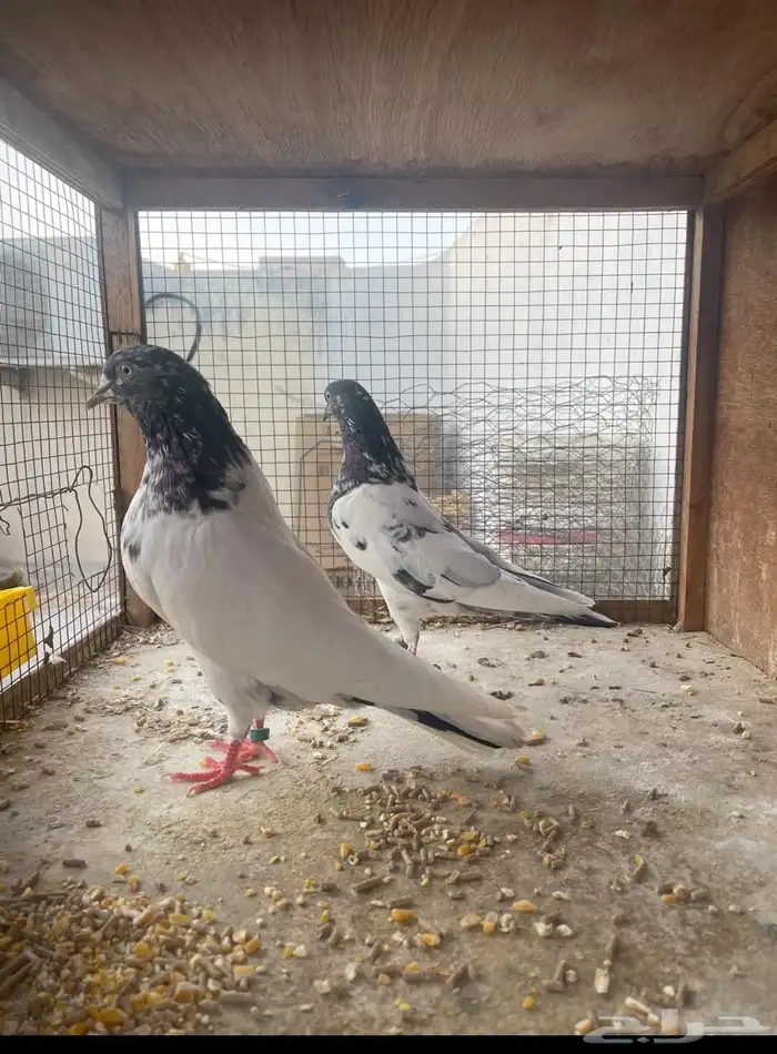 حمام باكستاني منتج 5