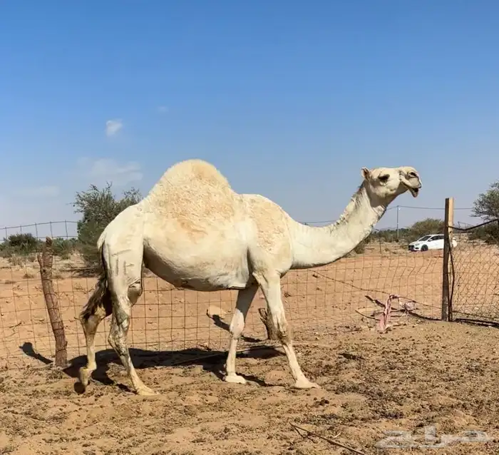 لقحه وضحاء 3