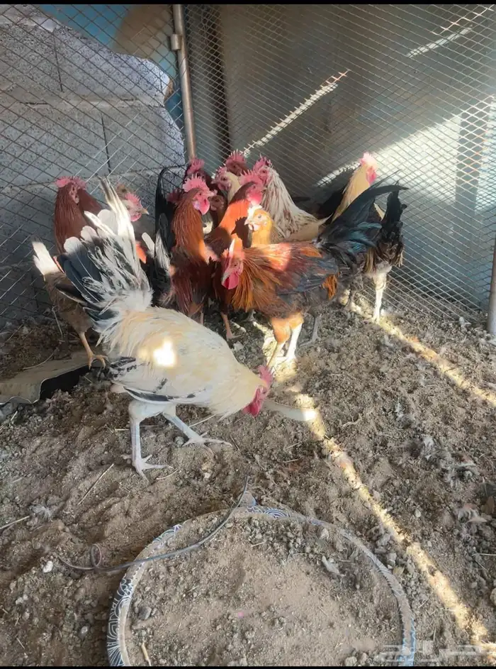 دايكه للبيع و دجاج 2