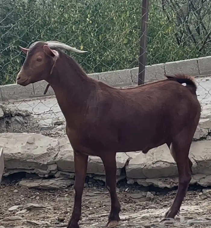 جفار دهم صنف تم البيييع 11