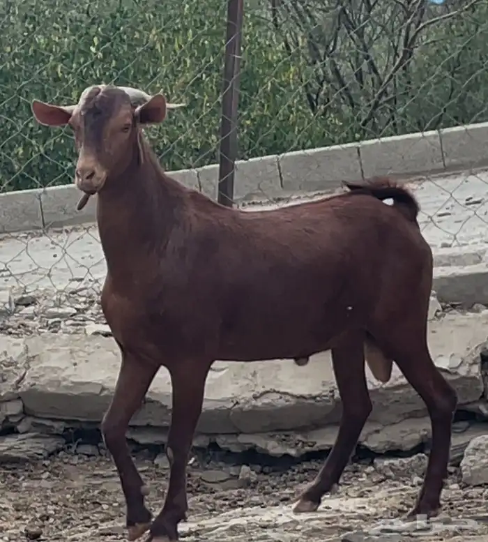 جفار دهم صنف تم البيييع 12