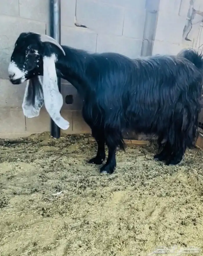 عنز عارضيه صنف 0