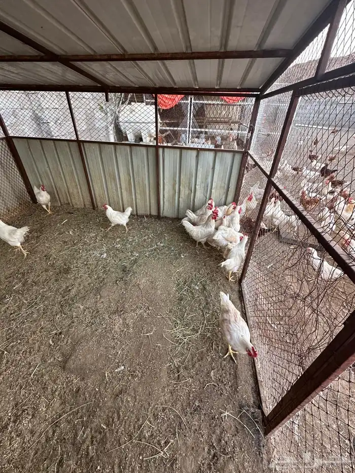 ديوك لوهمان بيع بالجملة 0