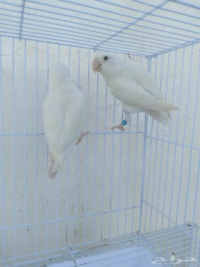 ازواج روز البينو عيون حمر منتجه 9