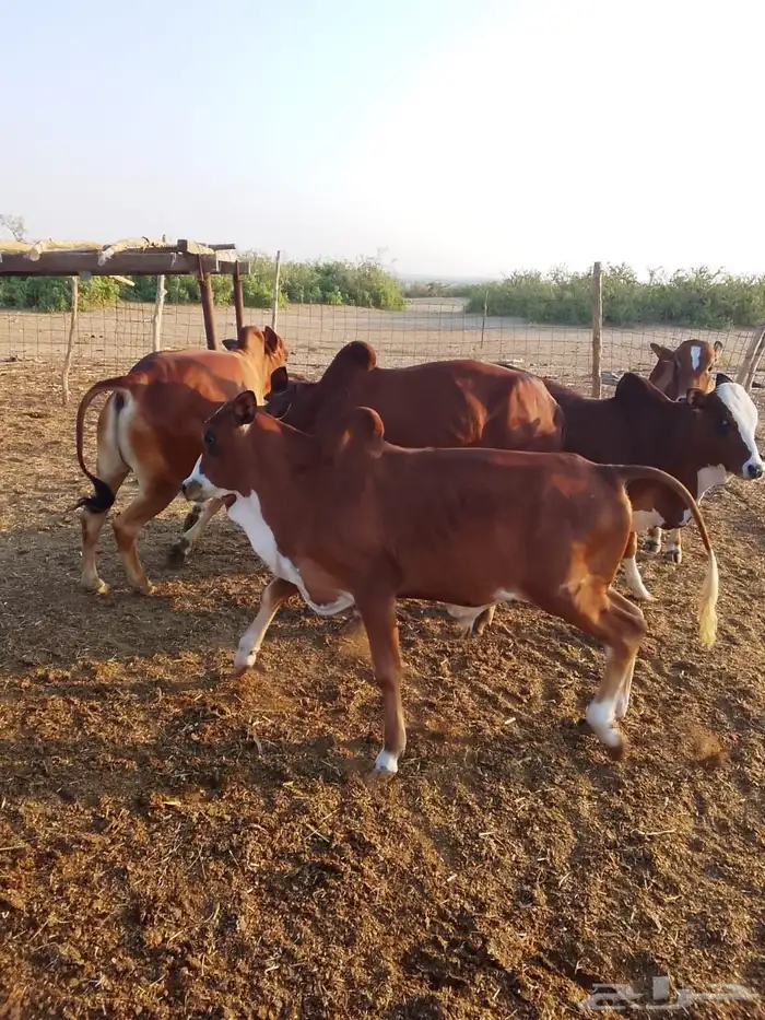 حسلان بلدي 3