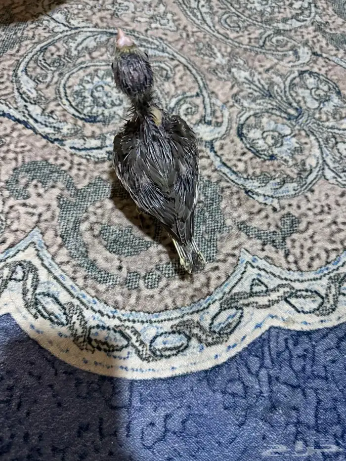 للبيع فرخ كروان تم البيع 1