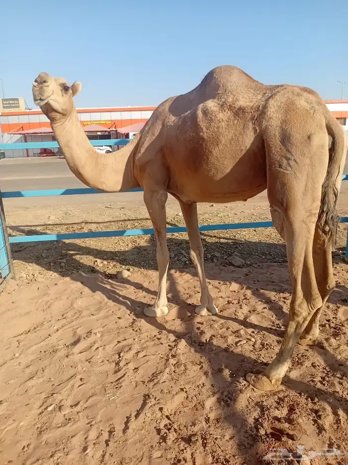 للبيع ناقه حمرا جزمه ضريبه 2