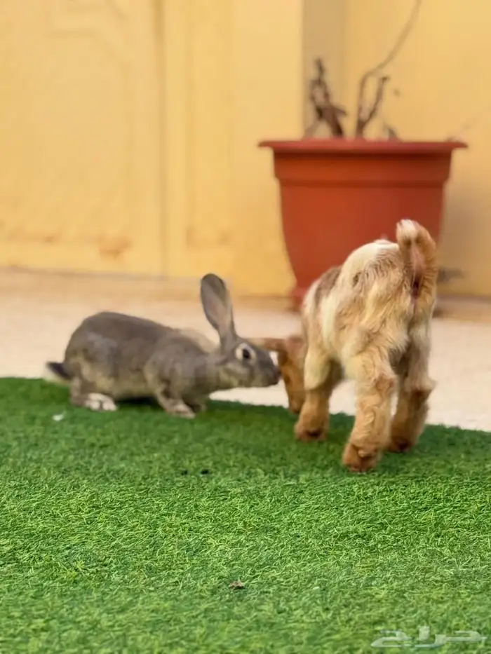 تيس قزمي للأطفال 1