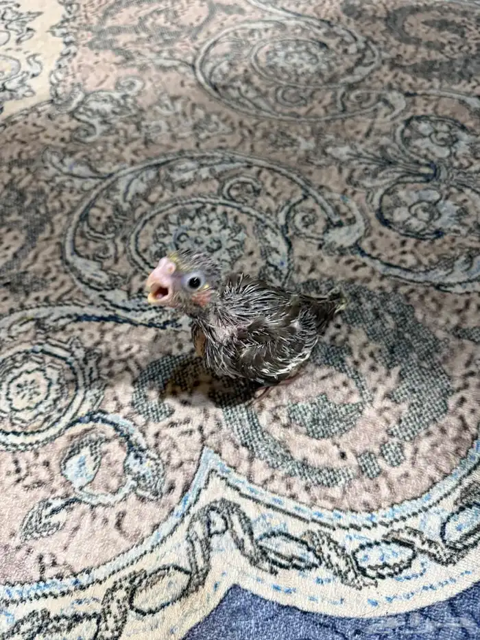 للبيع فرخ كروان تم البيع 3