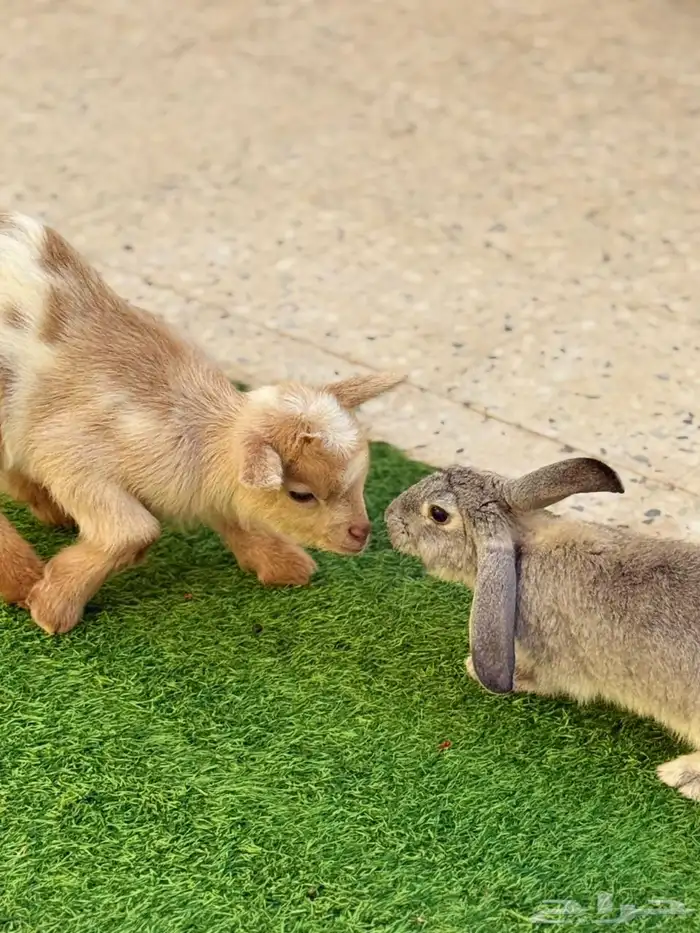 تيس قزمي للأطفال 0